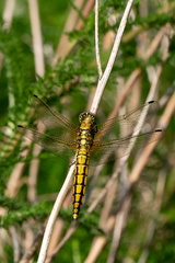 Insect