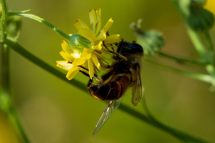 Insect