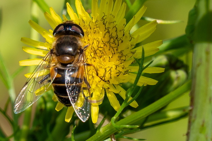Insect