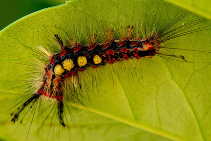 Insect