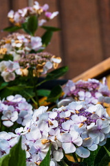 Tuin