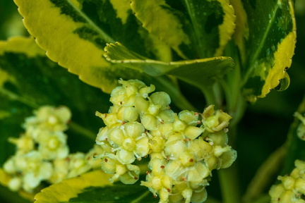 Tuin