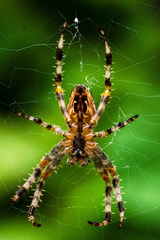 Insect