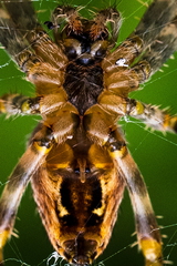 Insect