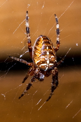 Insect