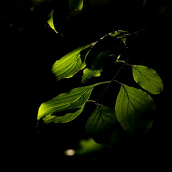 Licht